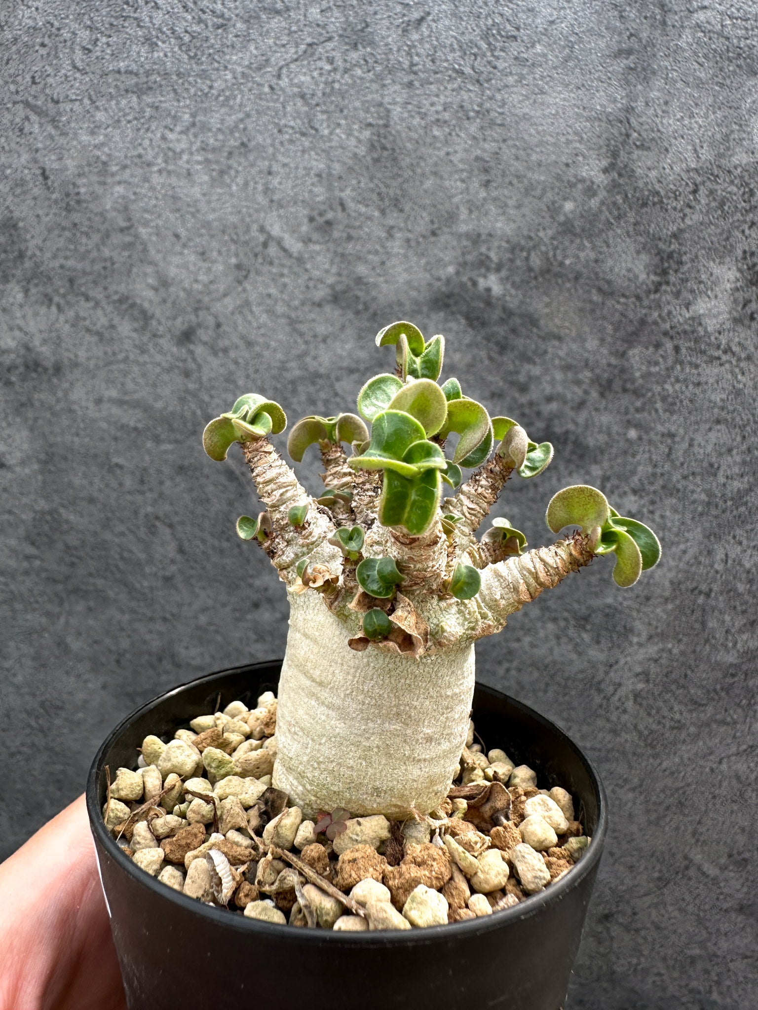 アデニウム・DHA 獅子葉 葉巻 美肌 実生【D52】 Adenium DHA 塊根植物
