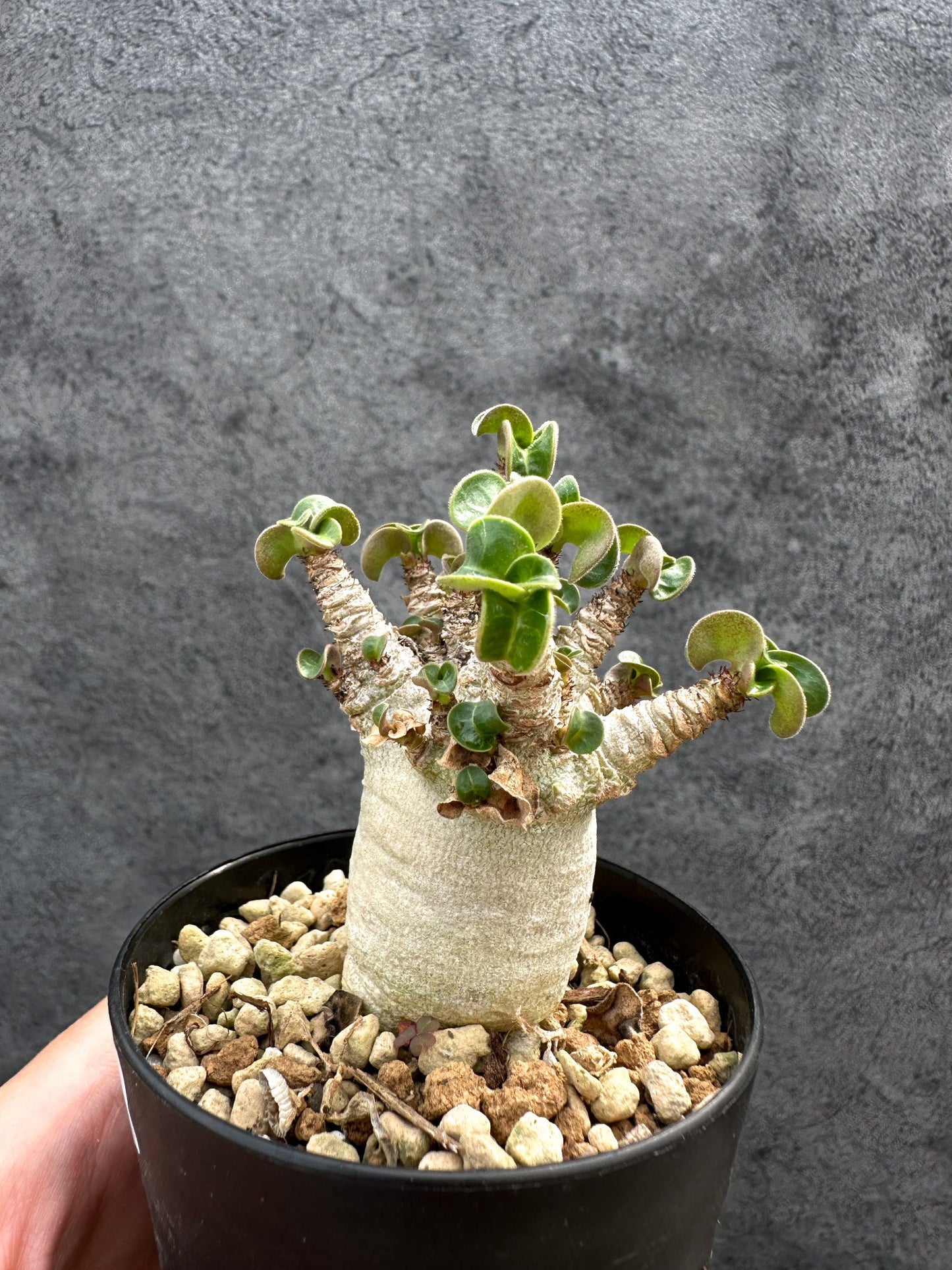 【現品限り】アデニウム・DHA 獅子葉 葉巻 美肌 実生【D52】 Adenium DHA