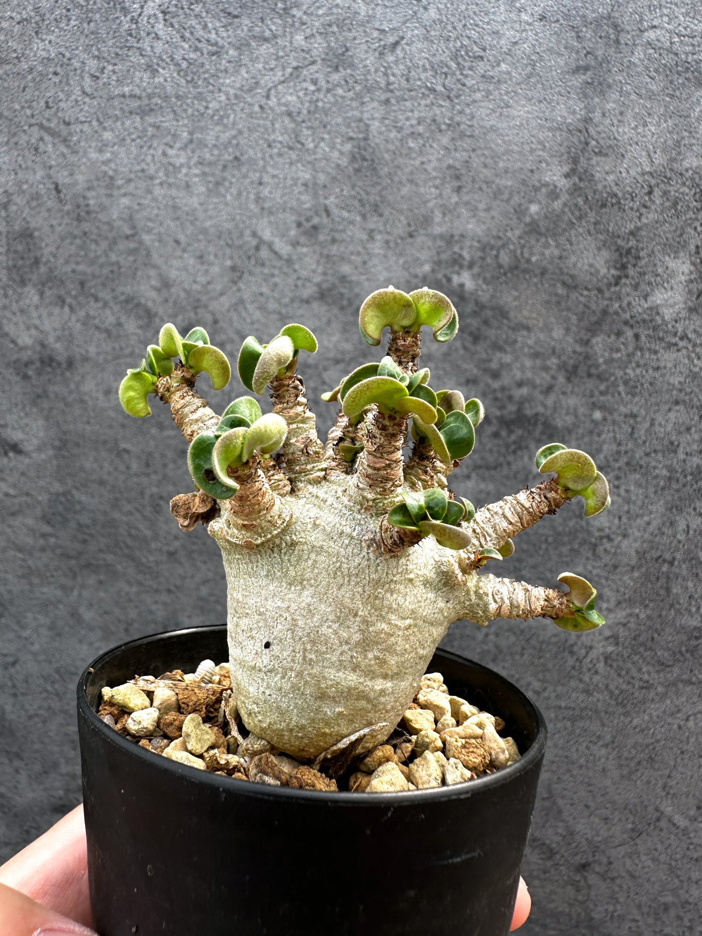 【現品限り】アデニウム・DHA 獅子葉 葉巻 美肌 実生【D52】 Adenium DHA