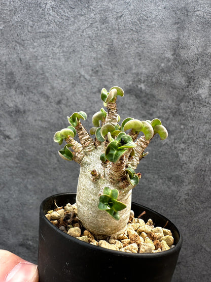 【現品限り】アデニウム・DHA 獅子葉 葉巻 美肌 実生【D52】 Adenium DHA
