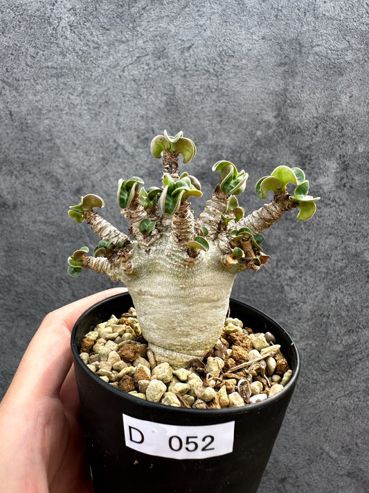 【現品限り】アデニウム・DHA 獅子葉 葉巻 美肌 実生【D52】 Adenium DHA