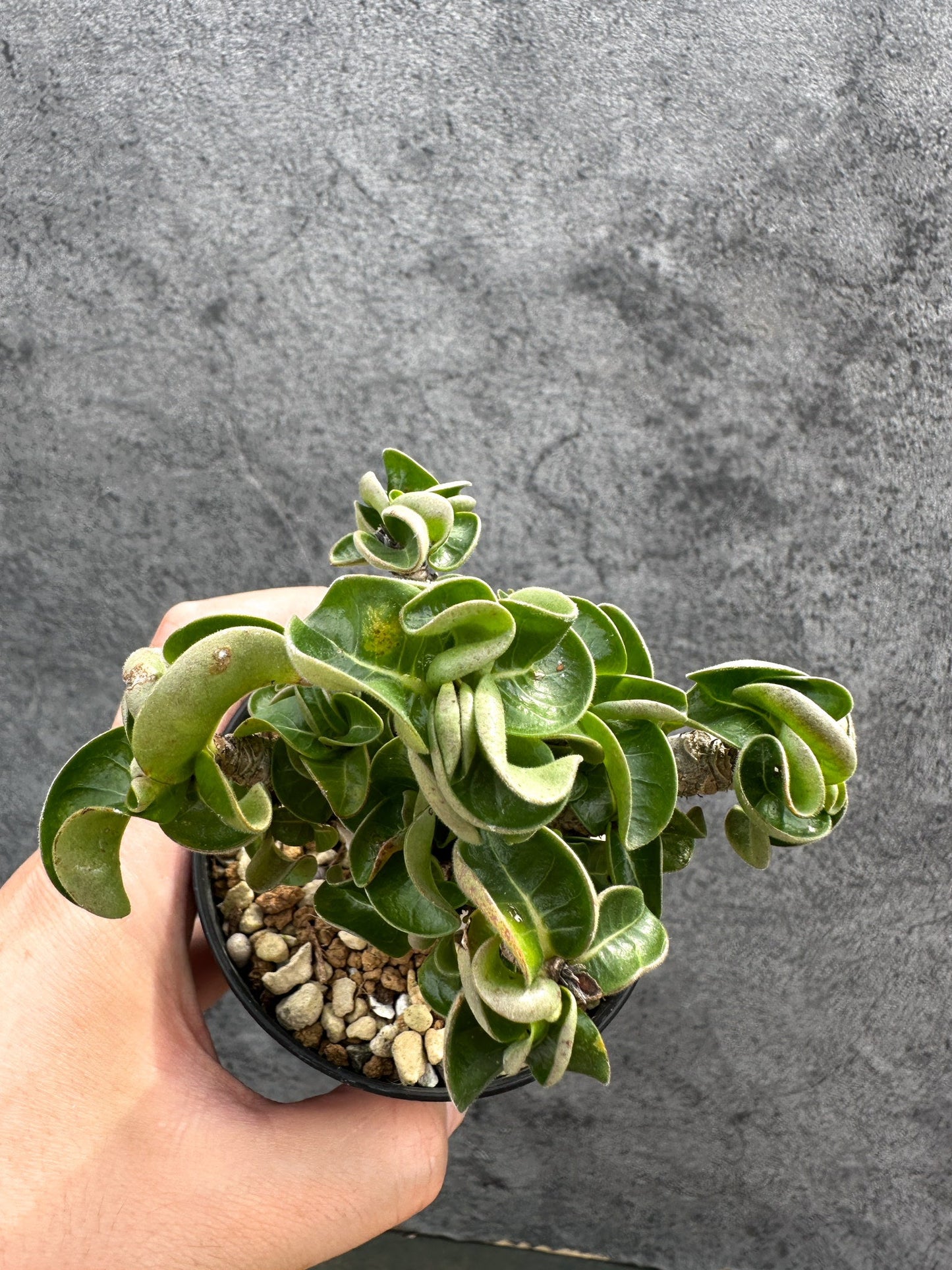 【現品限り】アデニウム・DHA 獅子葉 葉巻 美肌 実生【D53】 Adenium DHA