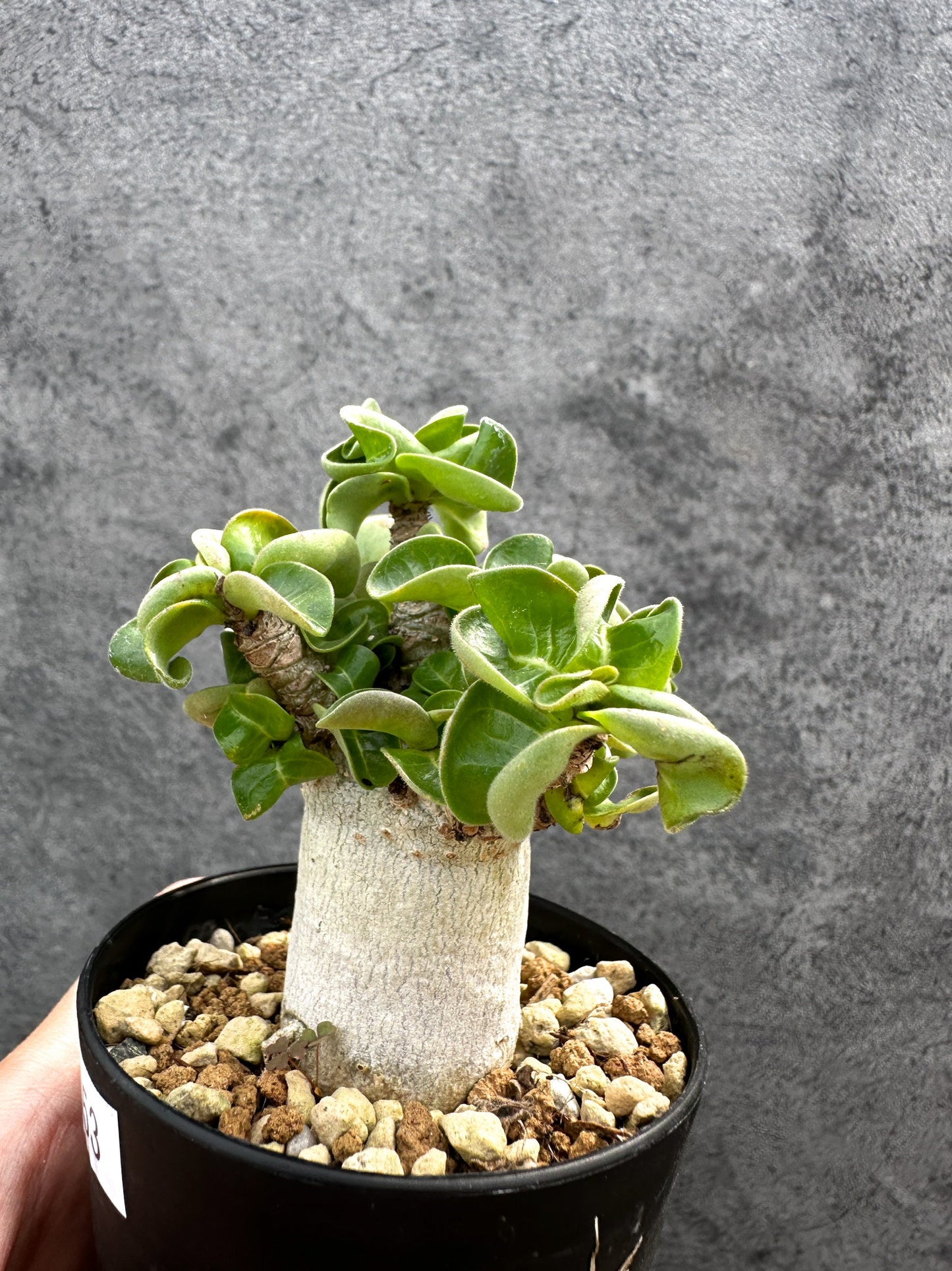 【現品限り】アデニウム・DHA 獅子葉 葉巻 美肌 実生【D53】 Adenium DHA