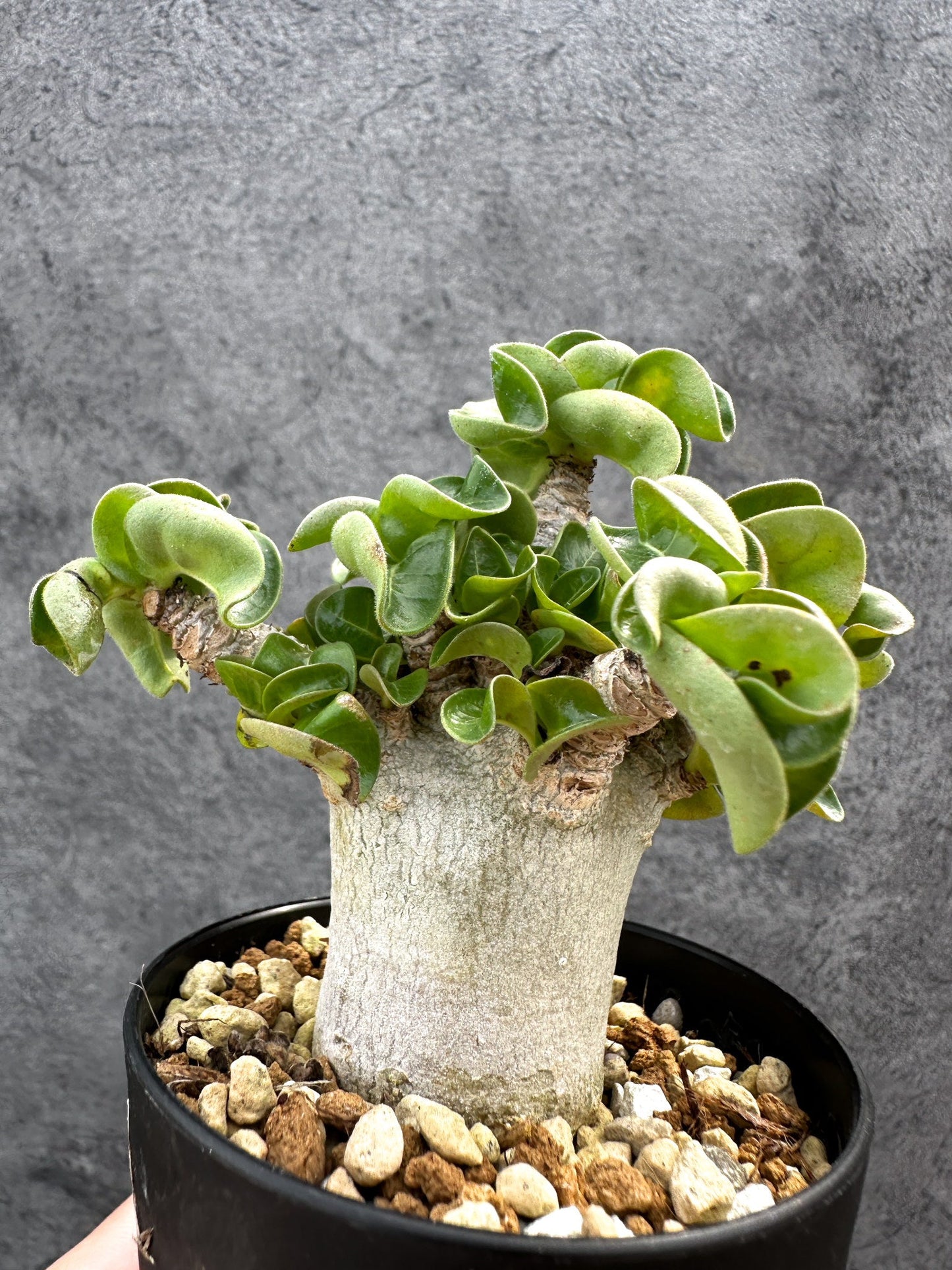 【現品限り】アデニウム・DHA 獅子葉 葉巻 美肌 実生【D53】 Adenium DHA
