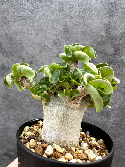 【現品限り】アデニウム・DHA 獅子葉 葉巻 美肌 実生【D53】 Adenium DHA