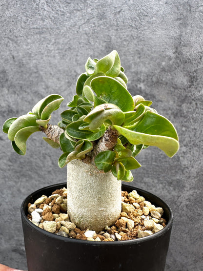 【現品限り】アデニウム・DHA 獅子葉 葉巻 美肌 実生【D53】 Adenium DHA