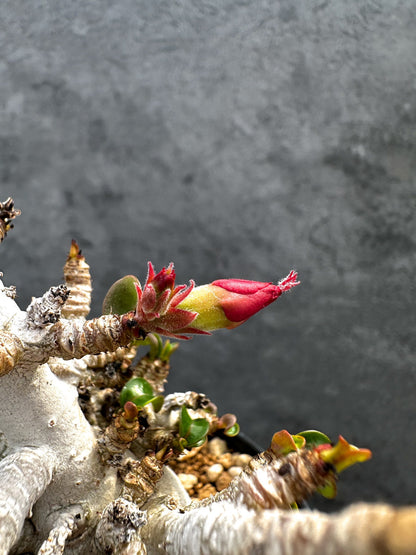 【現品限り】アデニウム・DHA 白肌 獅子葉 葉巻 美肌 実生【D54】 Adenium DHA