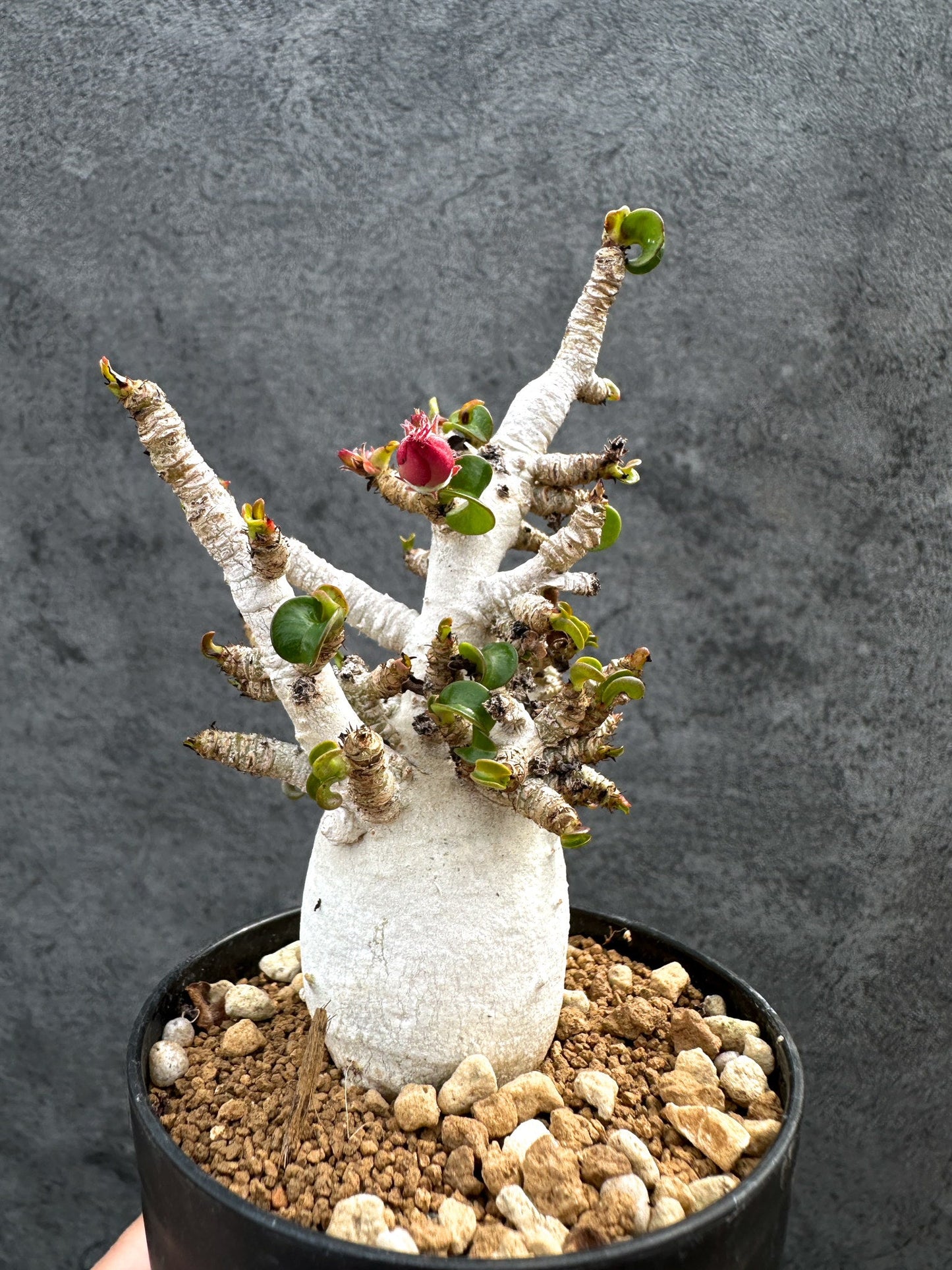 【現品限り】アデニウム・DHA 白肌 獅子葉 葉巻 美肌 実生【D54】 Adenium DHA