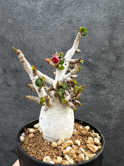 【現品限り】アデニウム・DHA 白肌 獅子葉 葉巻 美肌 実生【D54】 Adenium DHA