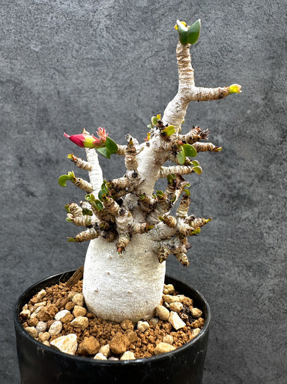 【現品限り】アデニウム・DHA 白肌 獅子葉 葉巻 美肌 実生【D54】 Adenium DHA