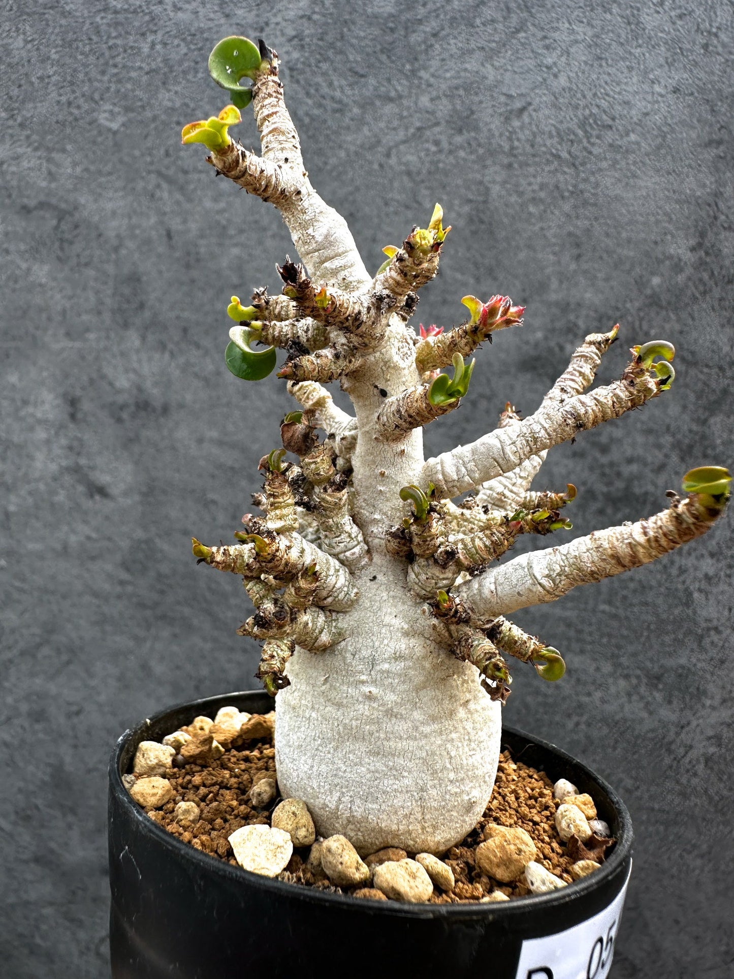 【現品限り】アデニウム・DHA 白肌 獅子葉 葉巻 美肌 実生【D54】 Adenium DHA