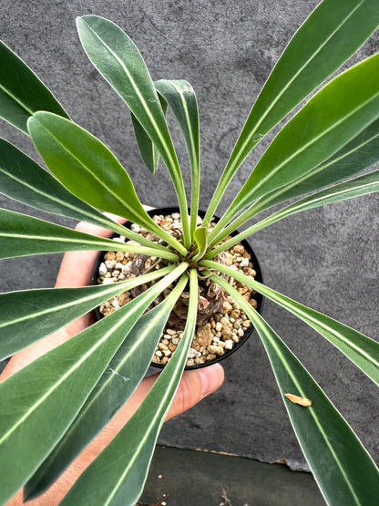 【現品限り】ユーフォルビア・ブプレウリフォリア 鉄甲丸【D55】 Euphorbia bupleurifolia
