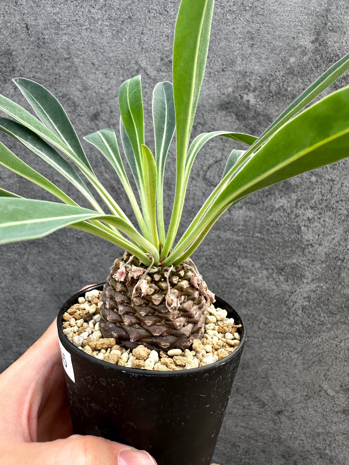 【現品限り】ユーフォルビア・ブプレウリフォリア 鉄甲丸【D55】 Euphorbia bupleurifolia