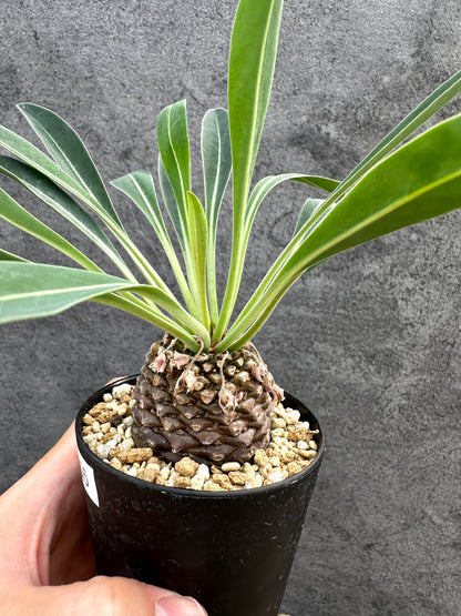 【現品限り】ユーフォルビア・ブプレウリフォリア 鉄甲丸【D55】 Euphorbia bupleurifolia