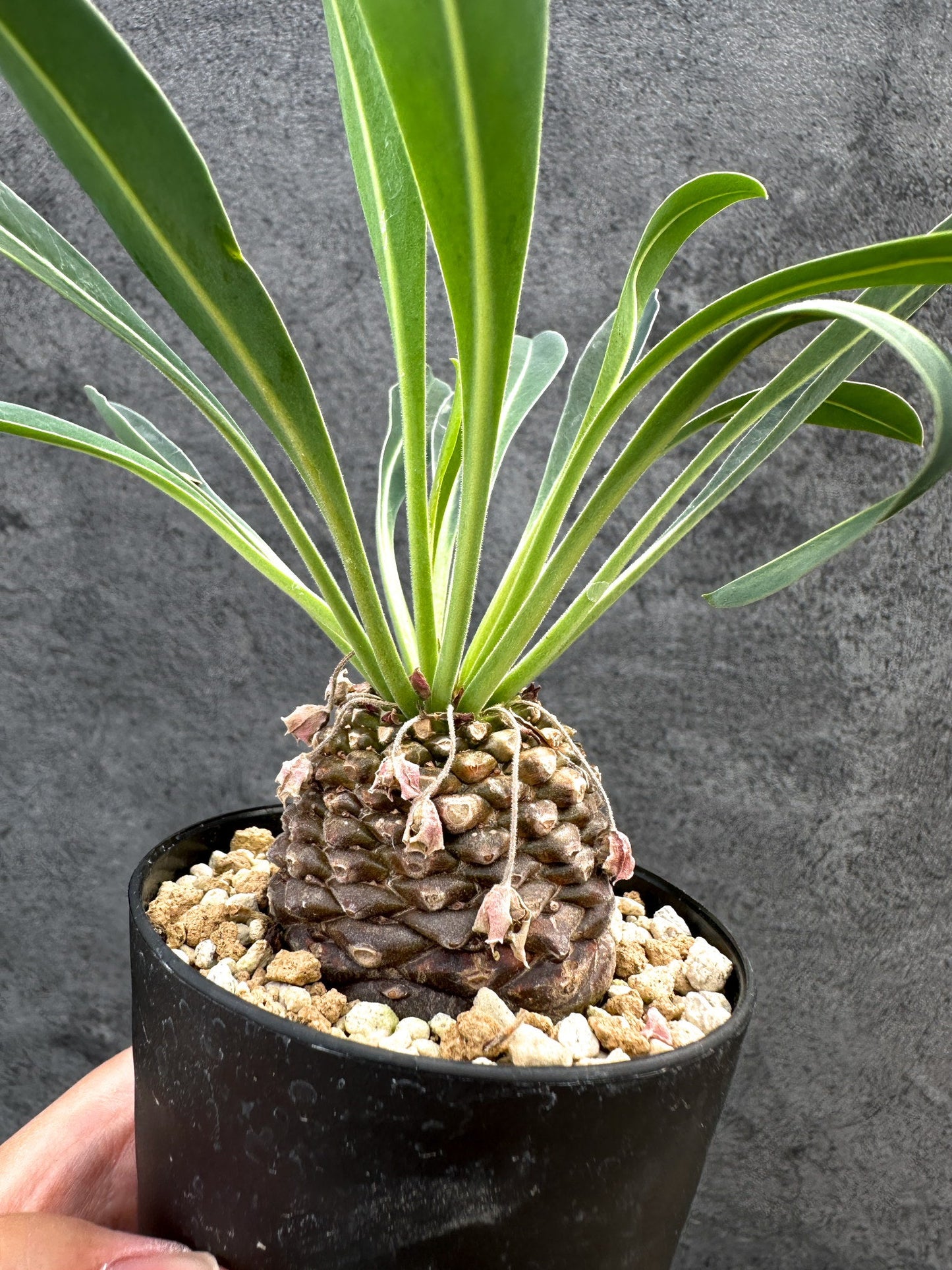 【現品限り】ユーフォルビア・ブプレウリフォリア 鉄甲丸【D55】 Euphorbia bupleurifolia