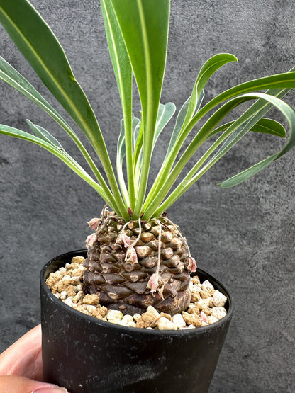 【現品限り】ユーフォルビア・ブプレウリフォリア 鉄甲丸【D55】 Euphorbia bupleurifolia