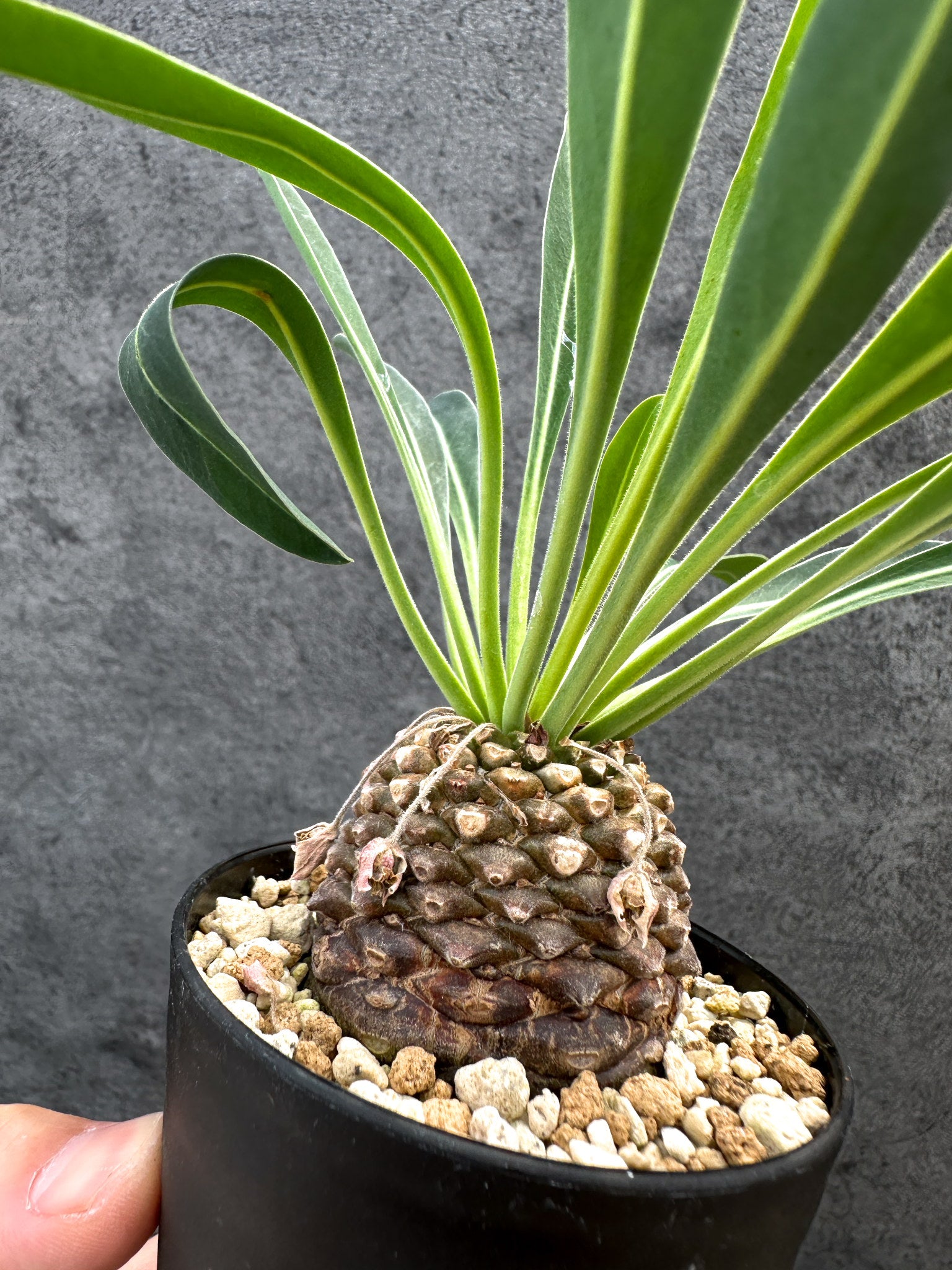 ユーフォルビア・ブプレウリフォリア 鉄甲丸【D55】 Euphorbia
