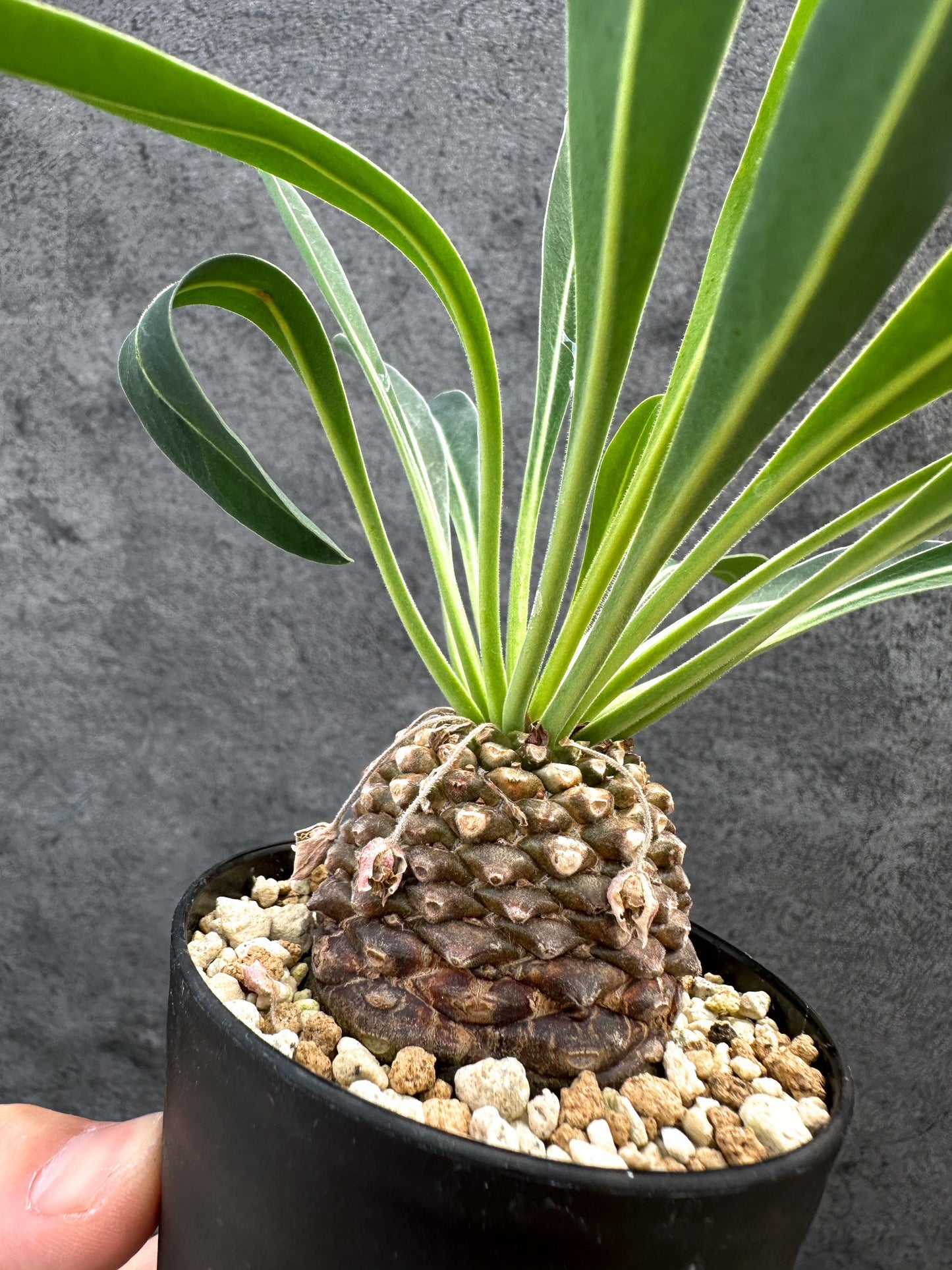 【現品限り】ユーフォルビア・ブプレウリフォリア 鉄甲丸【D55】 Euphorbia bupleurifolia