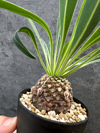 【現品限り】ユーフォルビア・ブプレウリフォリア 鉄甲丸【D55】 Euphorbia bupleurifolia