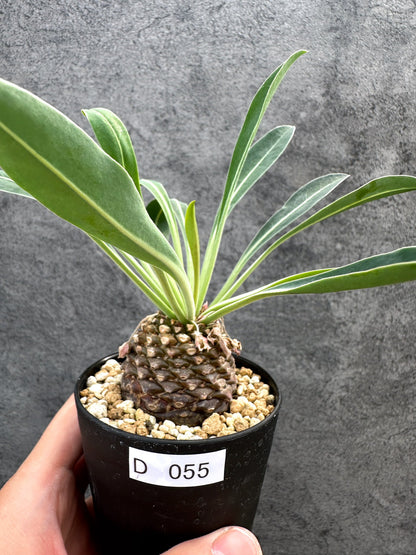 【現品限り】ユーフォルビア・ブプレウリフォリア 鉄甲丸【D55】 Euphorbia bupleurifolia
