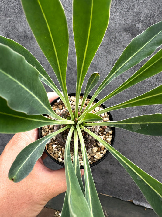 【現品限り】ユーフォルビア・ブプレウリフォリア 鉄甲丸【D56】 Euphorbia bupleurifolia