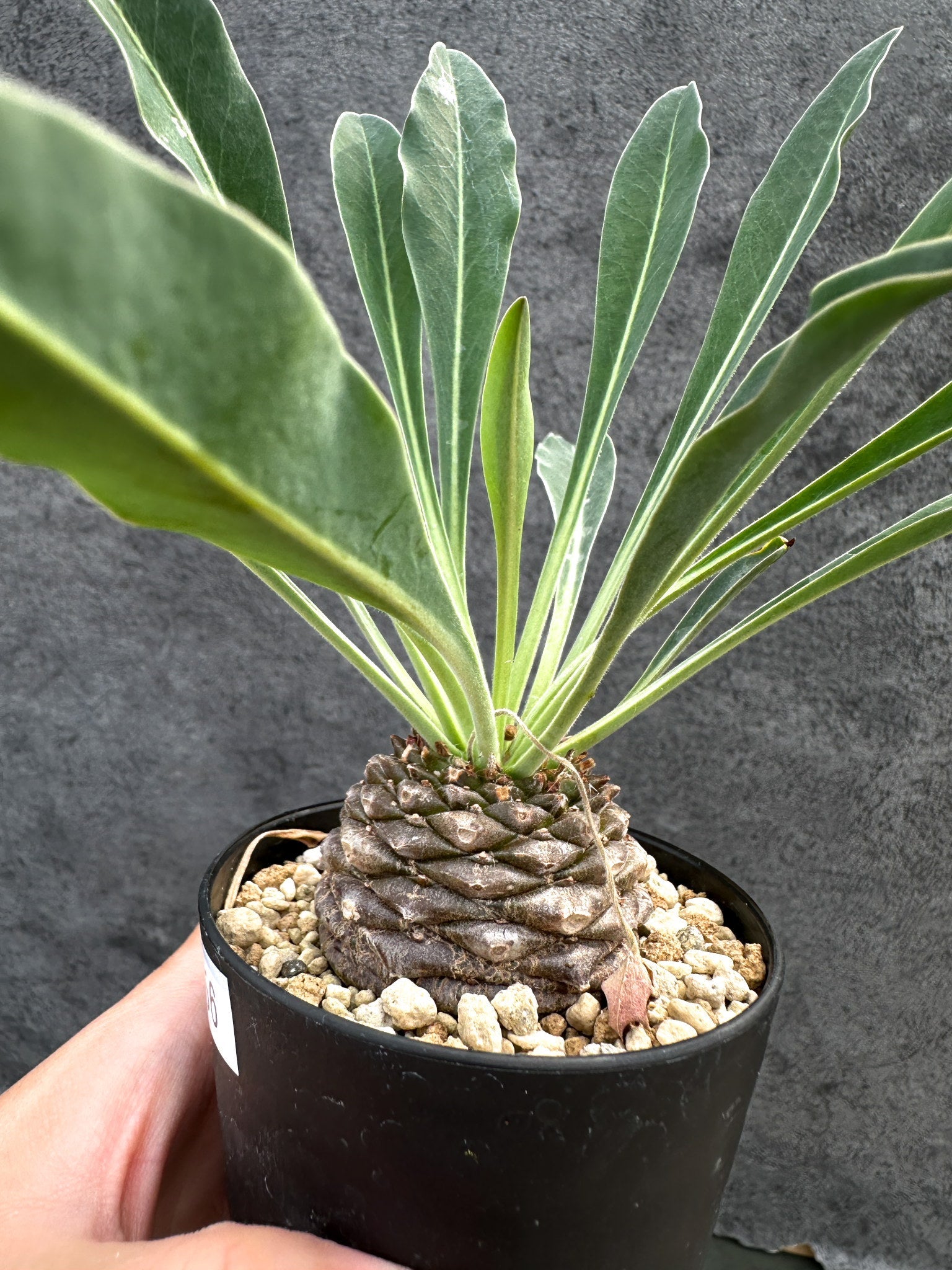ユーフォルビア・ブプレウリフォリア 鉄甲丸【D56】 Euphorbia
