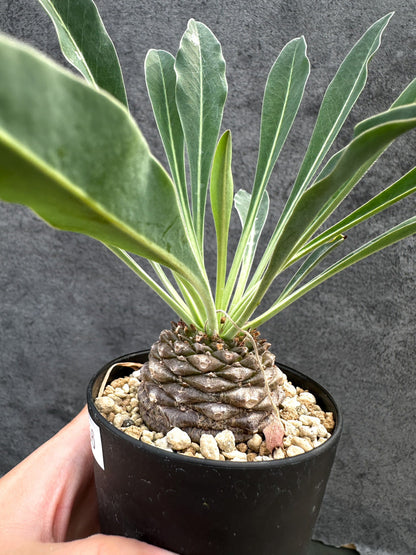 【現品限り】ユーフォルビア・ブプレウリフォリア 鉄甲丸【D56】 Euphorbia bupleurifolia