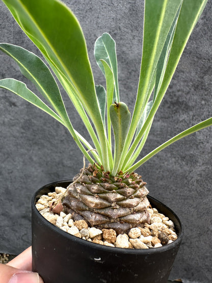 【現品限り】ユーフォルビア・ブプレウリフォリア 鉄甲丸【D56】 Euphorbia bupleurifolia