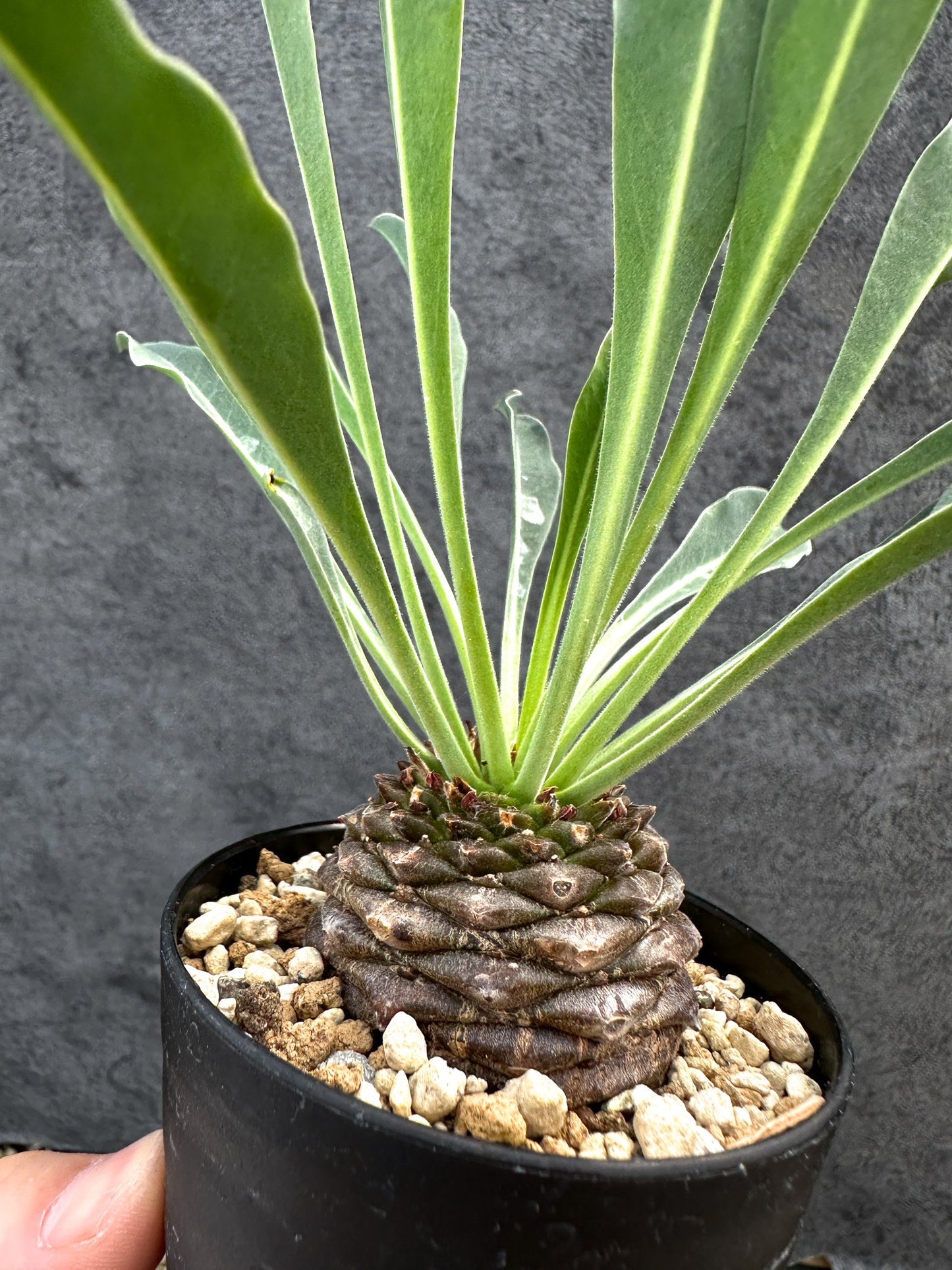 【現品限り】ユーフォルビア・ブプレウリフォリア 鉄甲丸【D56】 Euphorbia bupleurifolia
