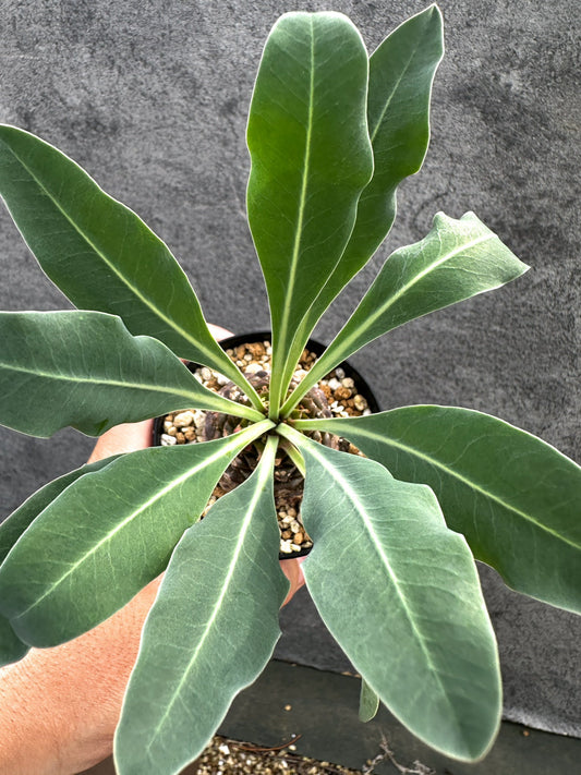 【現品限り】ユーフォルビア・ブプレウリフォリア 鉄甲丸【D57】 Euphorbia bupleurifolia