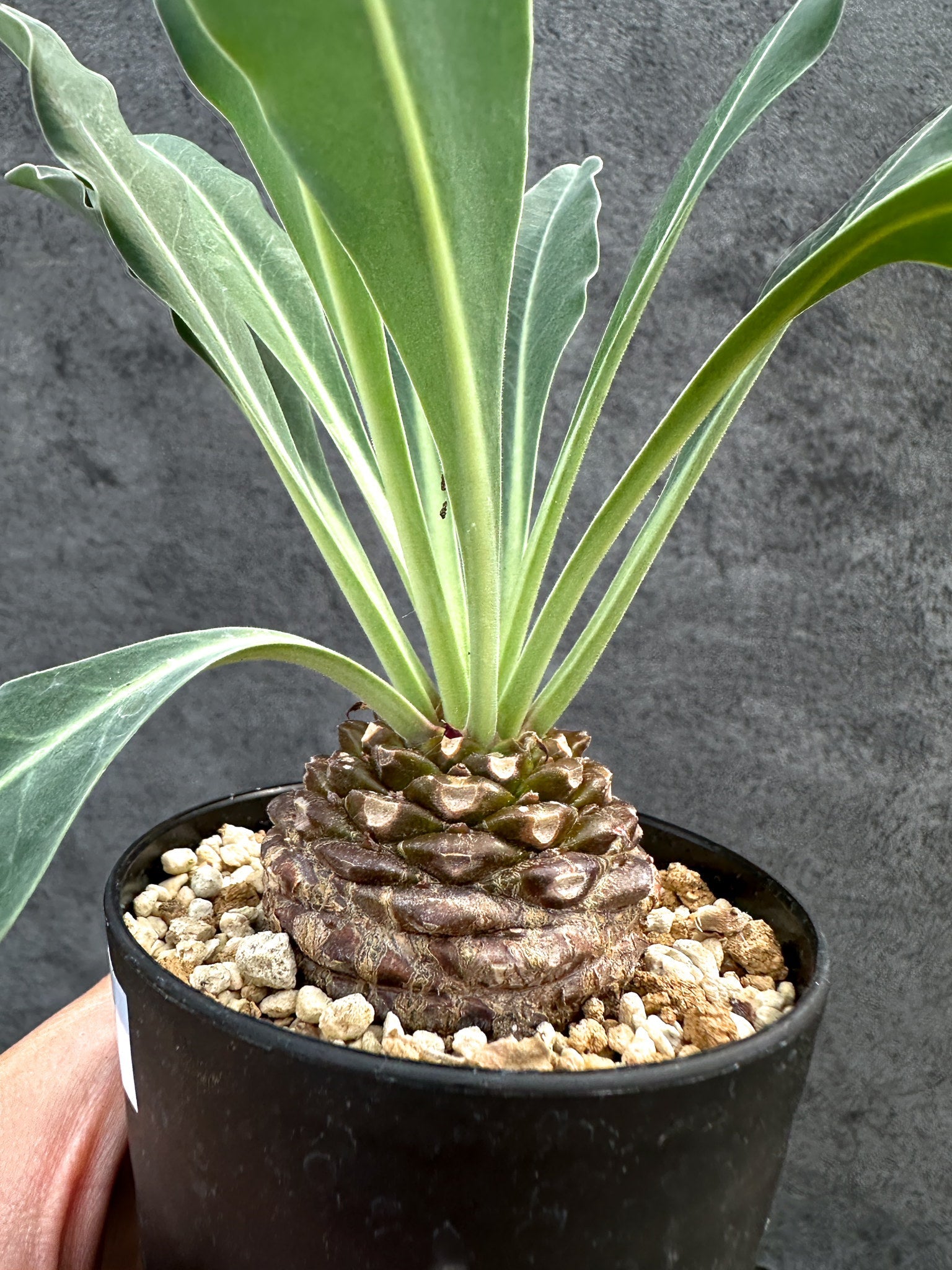 ユーフォルビア・ブプレウリフォリア 鉄甲丸【D57】 Euphorbia