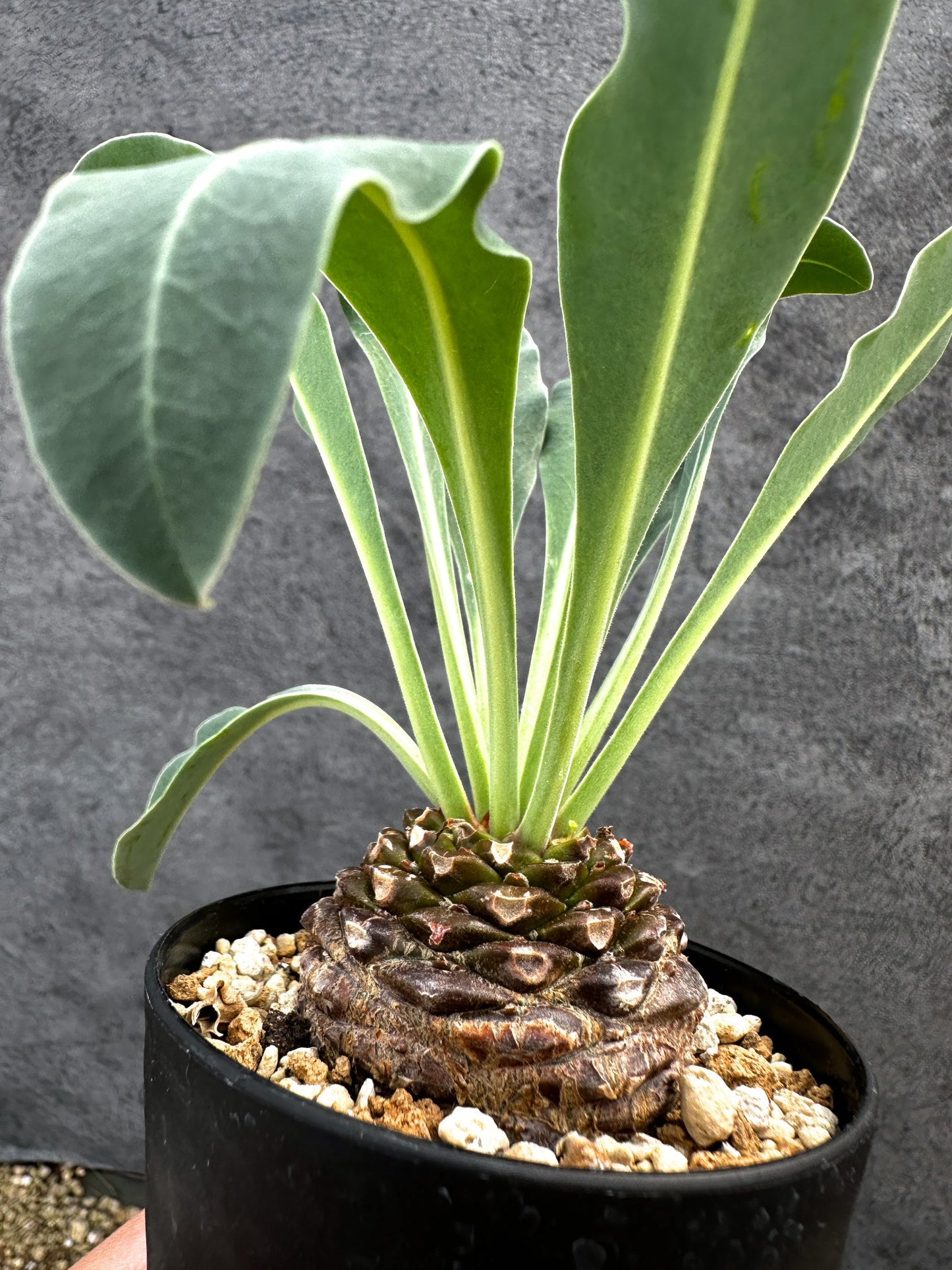 【現品限り】ユーフォルビア・ブプレウリフォリア 鉄甲丸【D57】 Euphorbia bupleurifolia