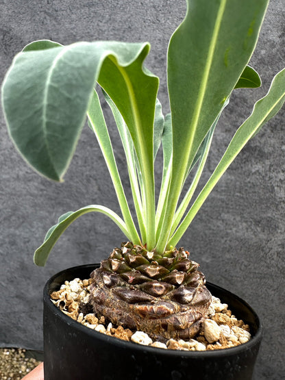 【現品限り】ユーフォルビア・ブプレウリフォリア 鉄甲丸【D57】 Euphorbia bupleurifolia