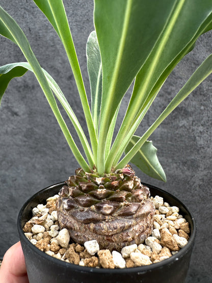 【現品限り】ユーフォルビア・ブプレウリフォリア 鉄甲丸【D57】 Euphorbia bupleurifolia