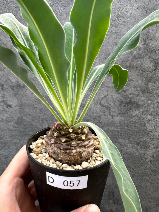 【現品限り】ユーフォルビア・ブプレウリフォリア 鉄甲丸【D57】 Euphorbia bupleurifolia