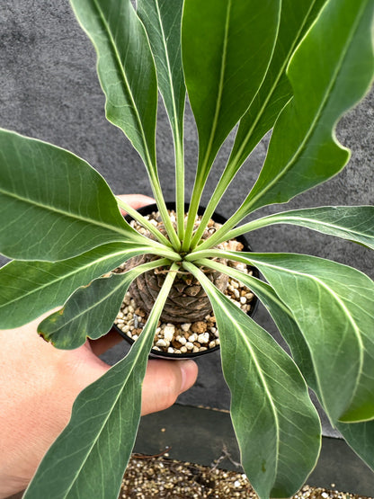 【現品限り】ユーフォルビア・ブプレウリフォリア 鉄甲丸【D58】 Euphorbia bupleurifolia