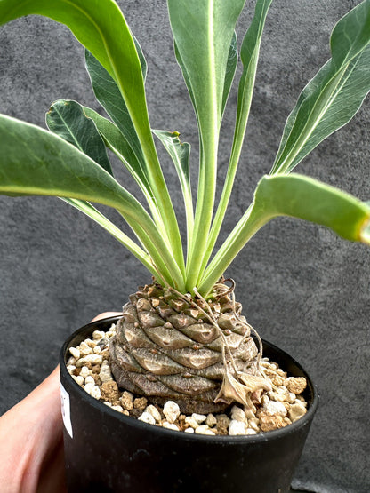 【現品限り】ユーフォルビア・ブプレウリフォリア 鉄甲丸【D58】 Euphorbia bupleurifolia