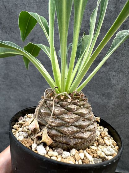【現品限り】ユーフォルビア・ブプレウリフォリア 鉄甲丸【D58】 Euphorbia bupleurifolia