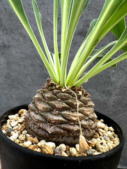 【現品限り】ユーフォルビア・ブプレウリフォリア 鉄甲丸【D58】 Euphorbia bupleurifolia