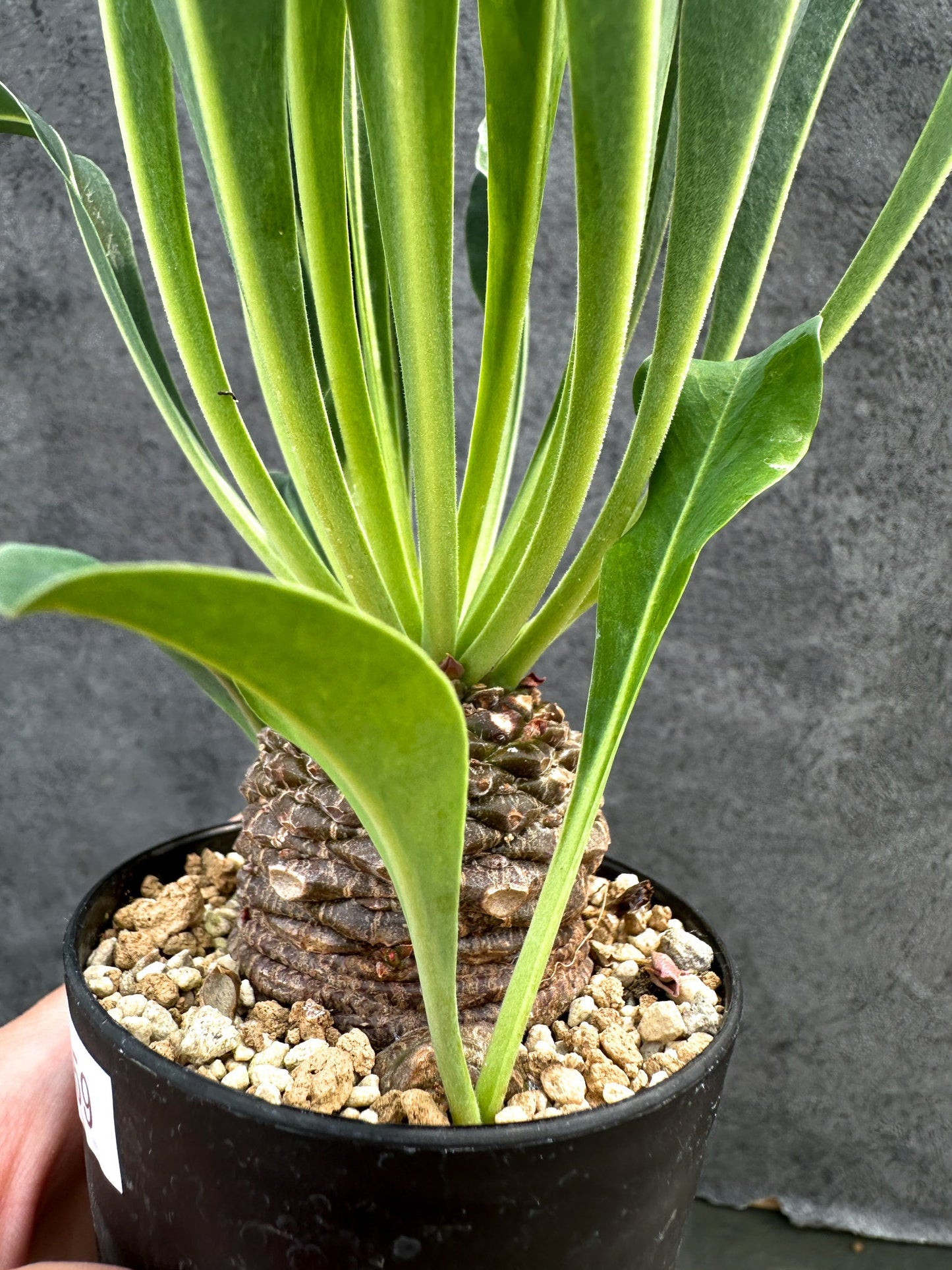 【現品限り】ユーフォルビア・ブプレウリフォリア 鉄甲丸【D59】 Euphorbia bupleurifolia