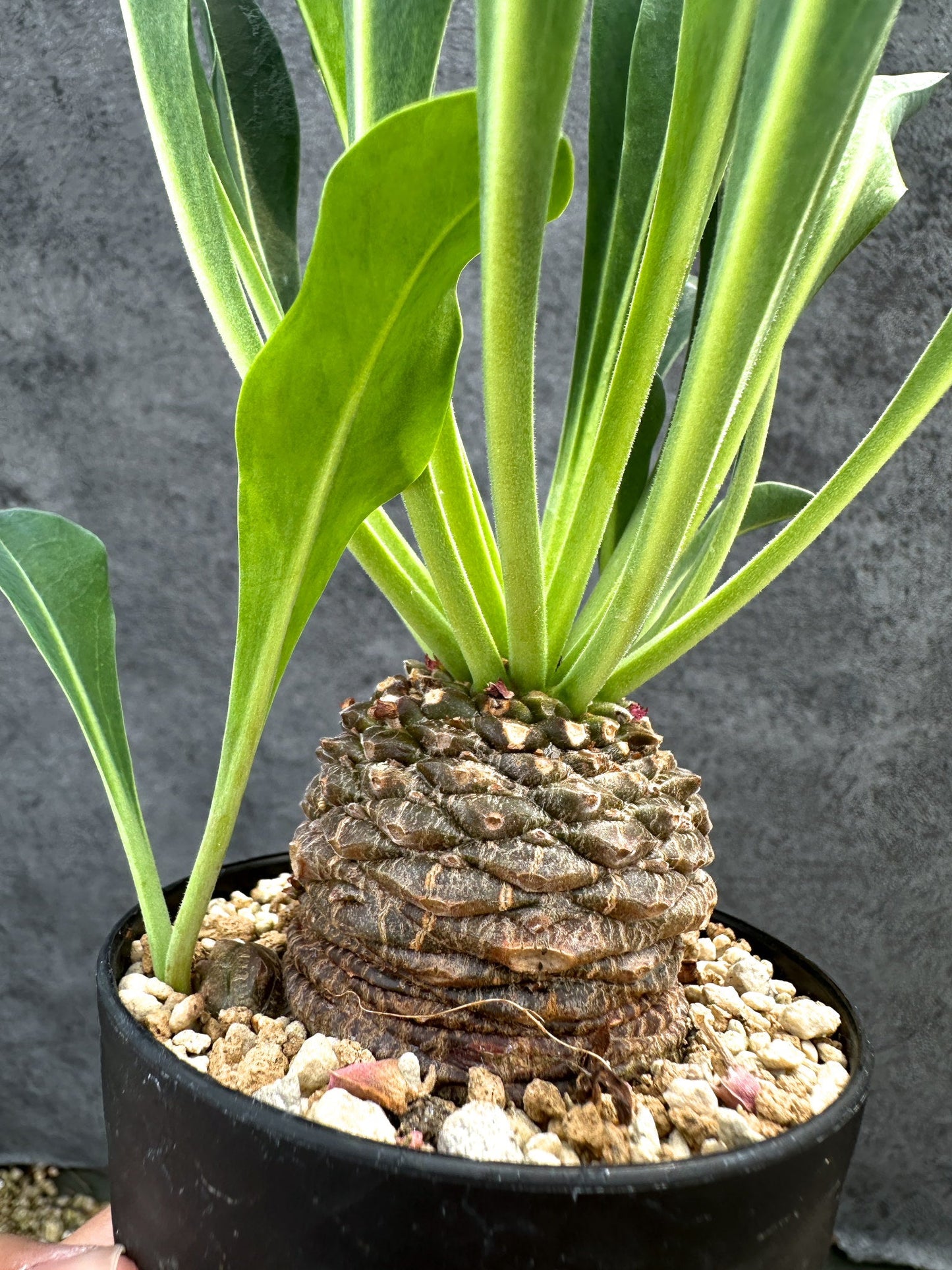 【現品限り】ユーフォルビア・ブプレウリフォリア 鉄甲丸【D59】 Euphorbia bupleurifolia