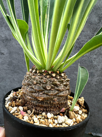 【現品限り】ユーフォルビア・ブプレウリフォリア 鉄甲丸【D59】 Euphorbia bupleurifolia