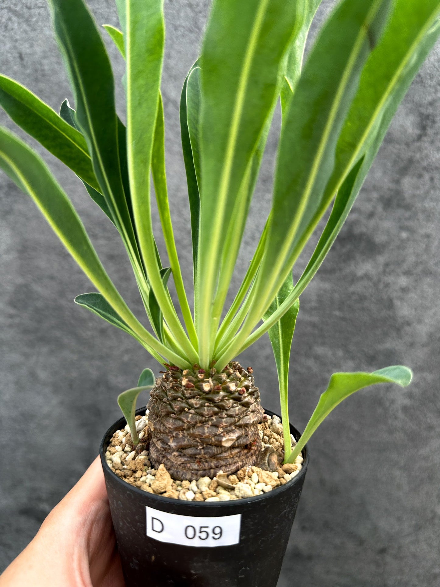 【現品限り】ユーフォルビア・ブプレウリフォリア 鉄甲丸【D59】 Euphorbia bupleurifolia