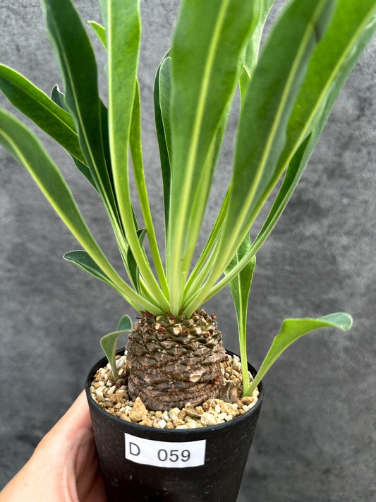 【現品限り】ユーフォルビア・ブプレウリフォリア 鉄甲丸【D59】 Euphorbia bupleurifolia