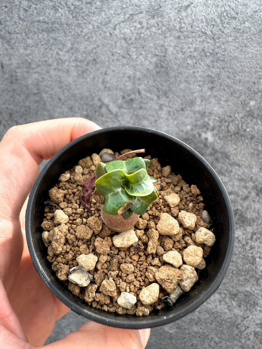 【現品限り】アデニウム・DHA 獅子葉 葉巻 美肌【D5】 Adenium DHA