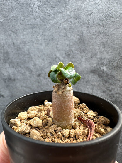 【現品限り】アデニウム・DHA 獅子葉 葉巻 美肌【D5】 Adenium DHA