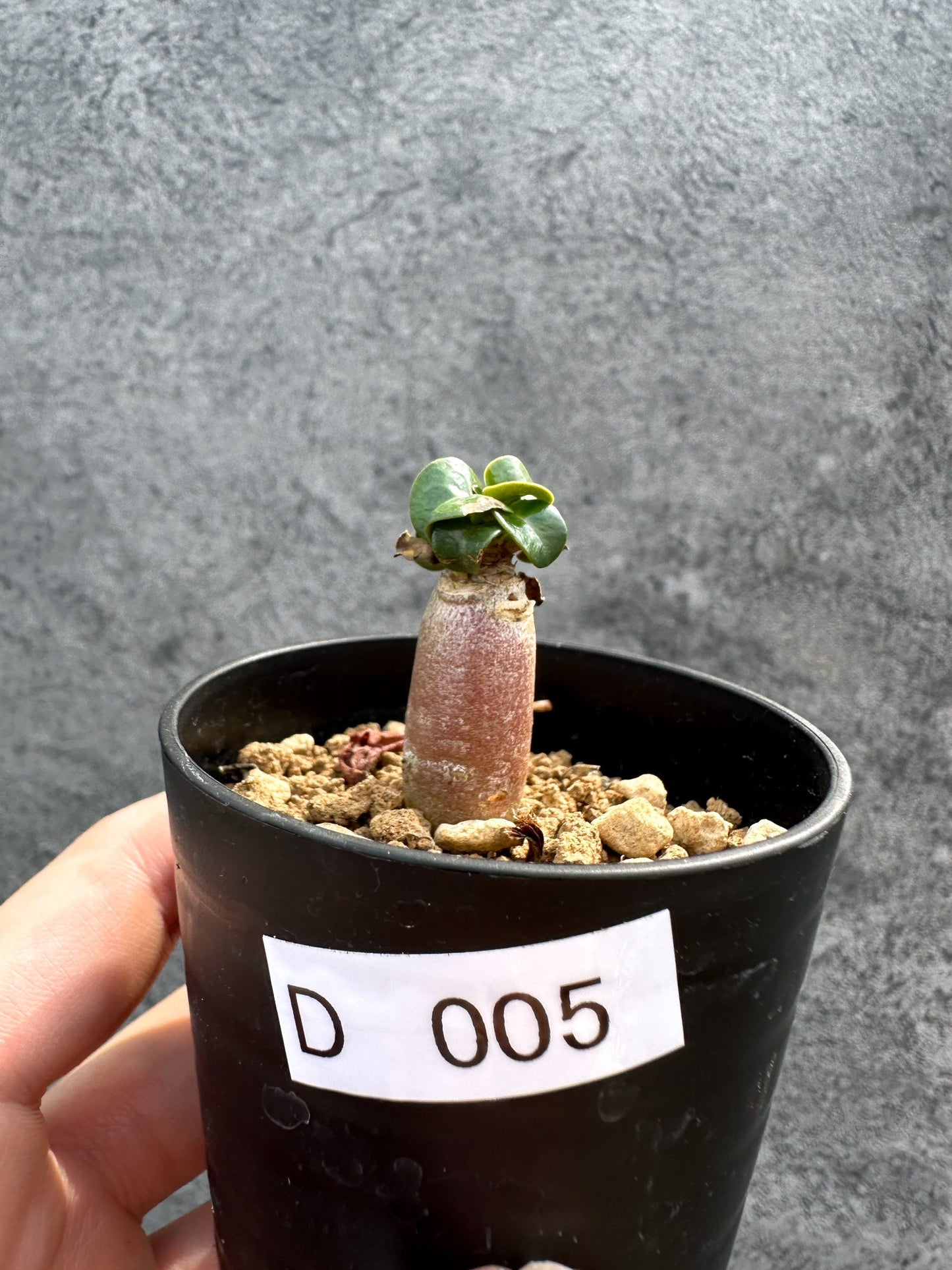 【現品限り】アデニウム・DHA 獅子葉 葉巻 美肌【D5】 Adenium DHA