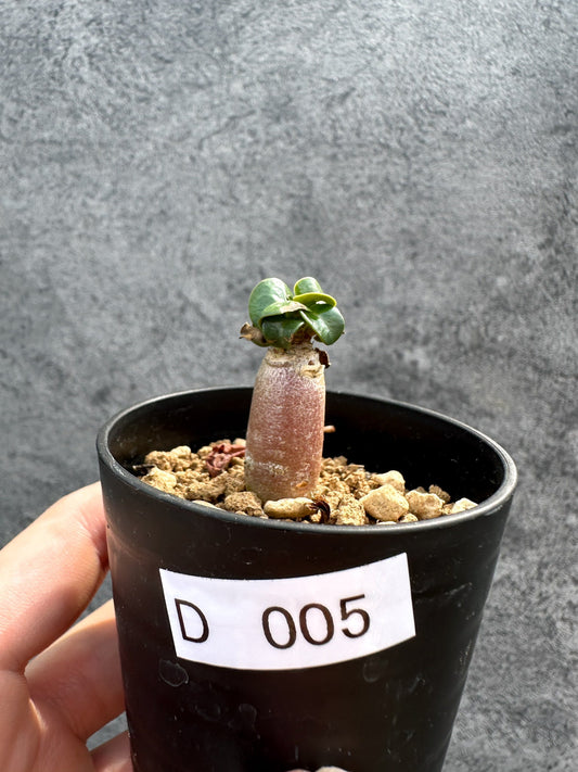 【現品限り】アデニウム・DHA 獅子葉 葉巻 美肌【D5】 Adenium DHA