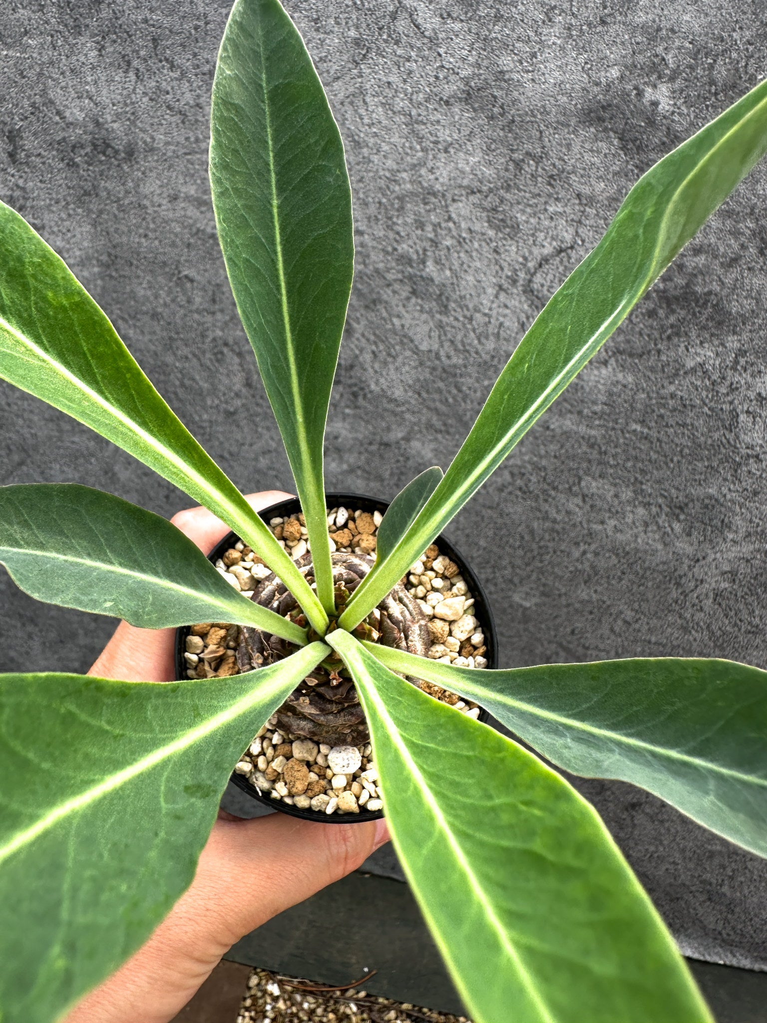 ユーフォルビア・ブプレウリフォリア 鉄甲丸【D60】 Euphorbia