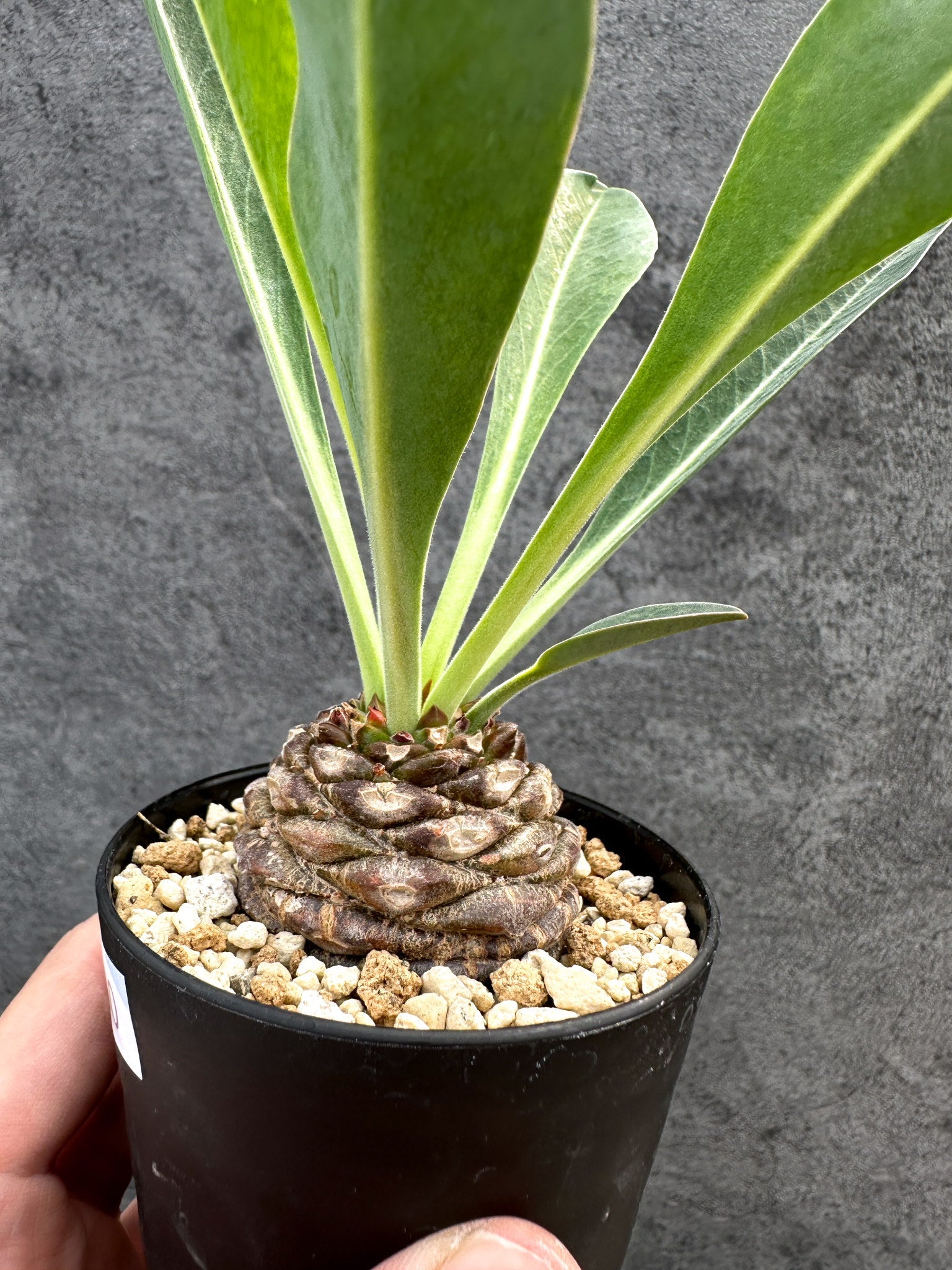 ユーフォルビア・ブプレウリフォリア 鉄甲丸【D60】 Euphorbia